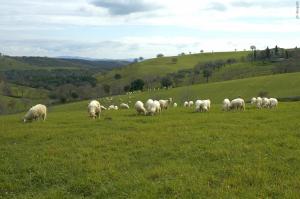 Pecore&panorama3