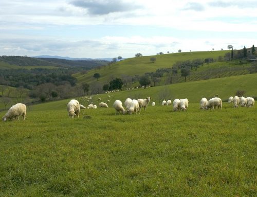 Pecore & panorama